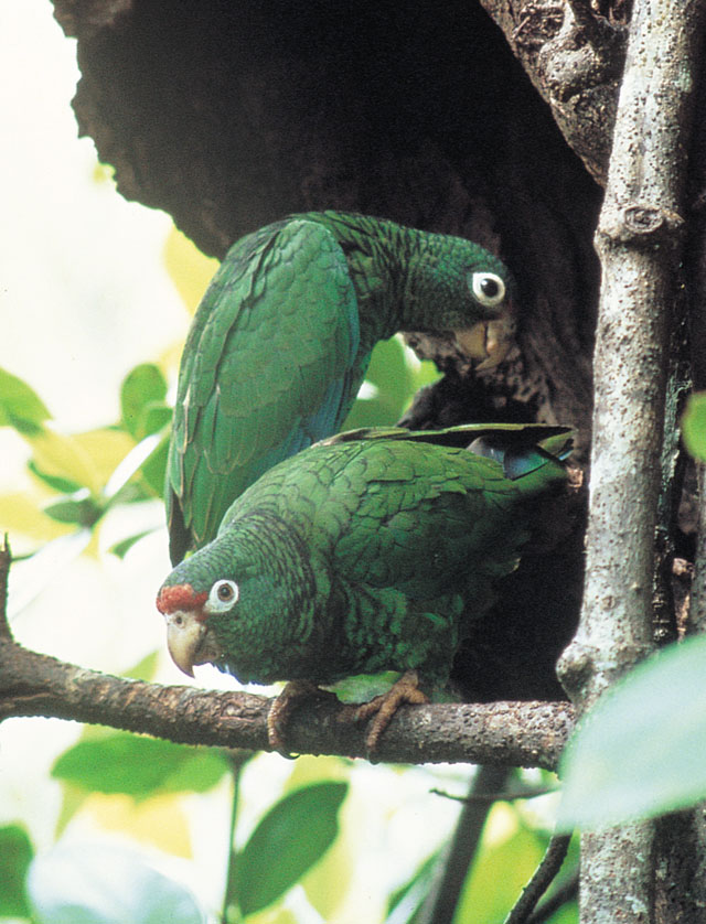 El Yunque Parrot