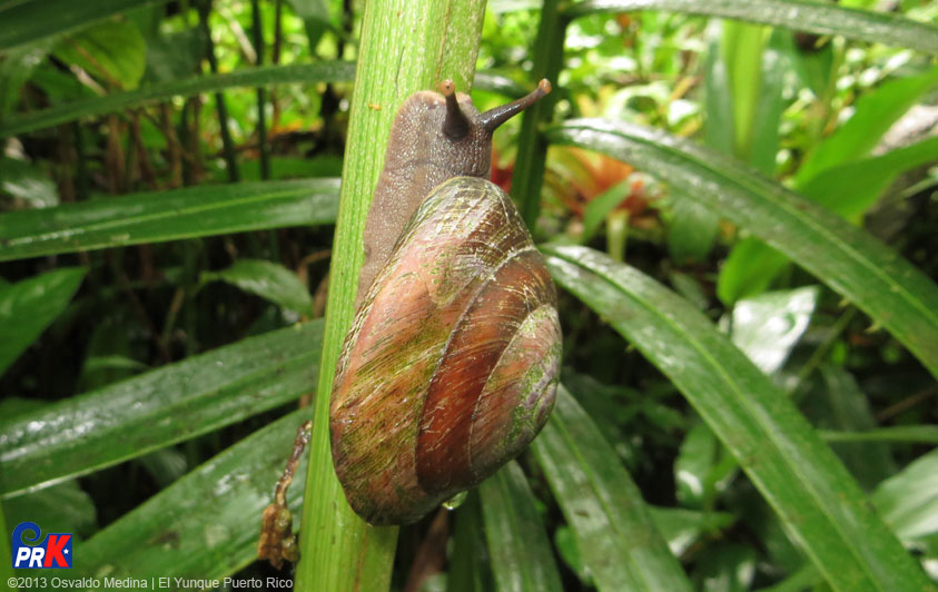 El Yunque snail