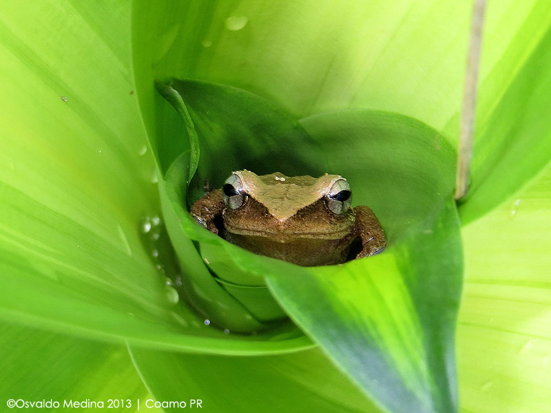 Coquí Frog